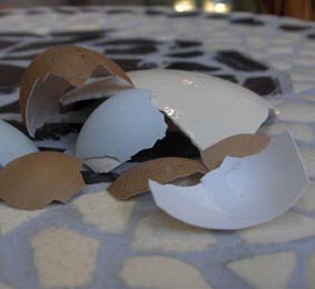 Coquilles d'uf